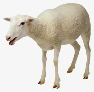 Sheep Png Image - Sheep Png #2548979
