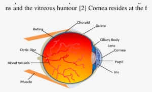 Schematic Diagram Of A Human Eye [3] - Diagram #2549217