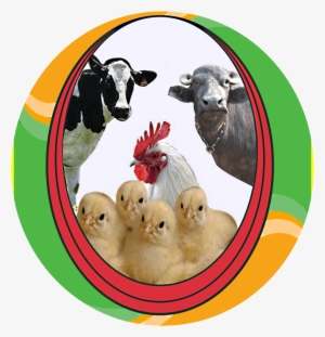 Best Water Sanitizer For Poultry #2549240