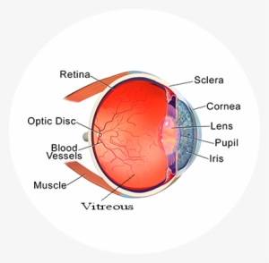 Eye-anatomy - Stricture Of The Eye #2549265