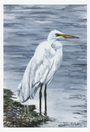 Picture - Great Egret #2549527