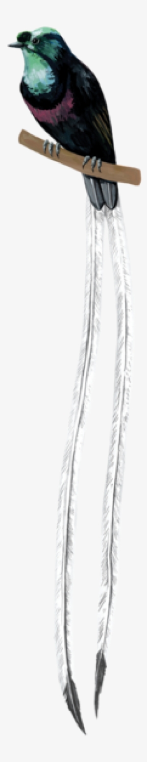 Ribbon-tailed Astrapia #2549754