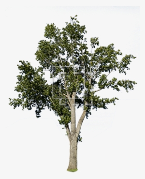 A Bright Green Middle Sized Tree For Your Landscape - Arboles Sin Fondo Psd #2550296