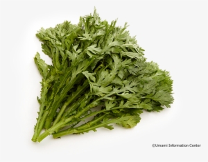 Shungiku - Chicory #2550398