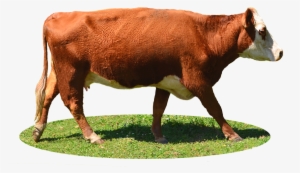 Cow Png Image, Free Cows Png Picture Download - Limousin Cow Png #2550495