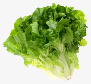 Escarole - Iceburg Lettuce #2550716