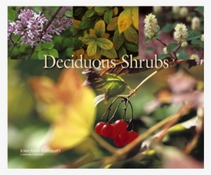 Silver Buffaloberry #2551032