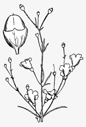 Image Black And White Download Drawn Shrub Outline - Agalinis Obtusifolia #2551036