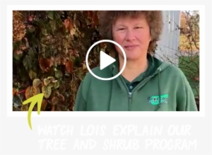 Tree & Shrub Care - Broccolo Tree & Lawn Care #2551419