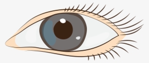 Eyes Sight Face Clip Art Graphics Eyes Eye - Clip Art #2551739