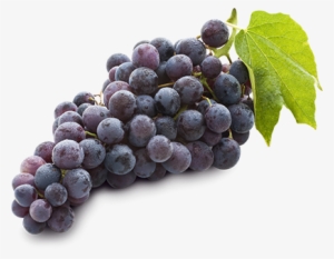 Black Seedless - Black Seedless Grapes #2552012