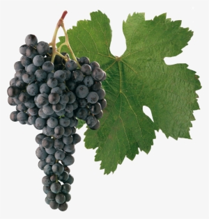 Merlot - Cabernet Sauvignon Grapes Png #2552159