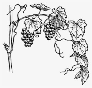 Grapevine Clipart #2552253