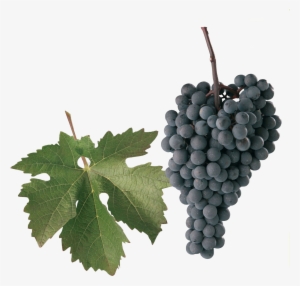 Neronet - Alibernet Grape #2552394