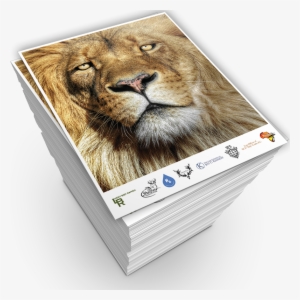 Lionheart Ep Vinyl Maxi #2554889