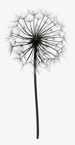 Png Download Dandelions Drawing Color - Dandelion Pictures Black And White #2555258