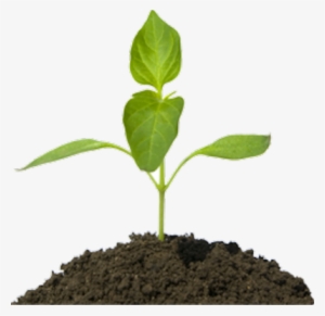 Free Flower Plants Psd Files - Plant In Dirt Png #2555650