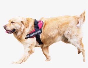 "limited Offer" Dog Chain Dog Rope K9 Dog Leash Walking - Dog #2555793