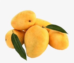 Banganapalli Mango - Natural Mango #2556234