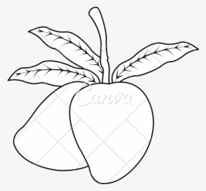 Png Stock Mangoes Drawing At Getdrawings Com Free For - Fruit #2556502