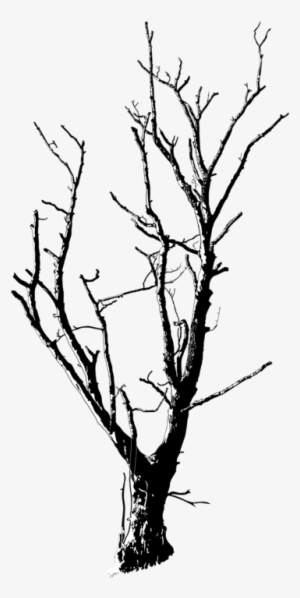 Twig Black And White Branch Tree Plant Stem - Small Trees Black And White Png #2556576