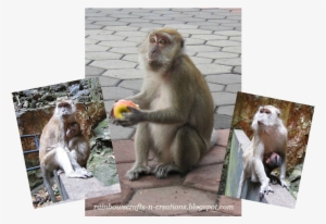 The Temple Cave Itself Is So Spectacular, Here You - Rhesus Macaque #2556626