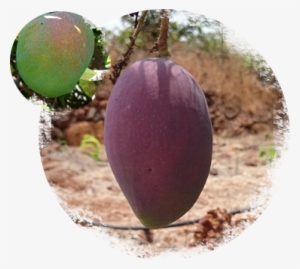 About Soofi Mangoes - Mango #2557011