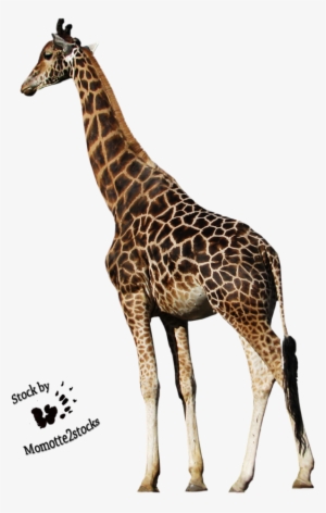 Png Transparent Download Cut Out Stock Png Peaceful - Wild Animals Cut Out #2557090