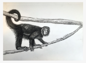Monkey - Portable Network Graphics #2557117