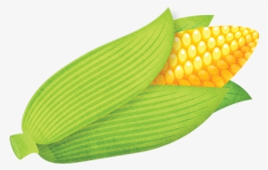 Sweet Corn - Maize #2557163