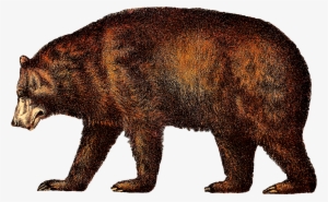 Circus Animals Downloads - Vintage Bear Illustration #2557222