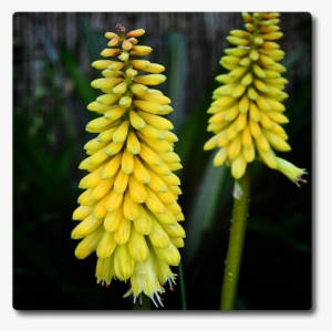 Kniphofia Sweet Corn - Red Hot Pokers #2557495