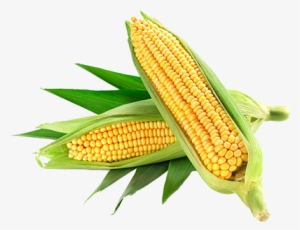 Full Of Flavour - Corn Png Hd #2557606
