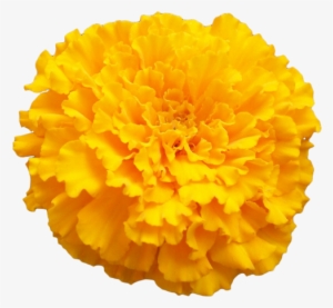 Birth Flowers, Love Flowers, Transparent Flowers, Marigold - Marigold Png #2558053