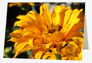 Floral & Garden Photography - River #2558285