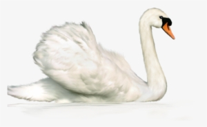 0 14474b 578a4850 Xl - .net #2558343