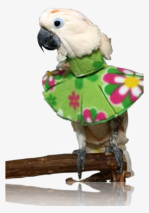 Protection From Feather Destructive Behavior - Feather #2558459