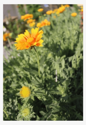 Photo Album - African Daisy #2558462