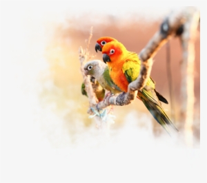 Nirmal Ganga - Parrot #2558647