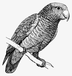 Parrot Clip Art Download - Parrot Bird Black And White #2558703