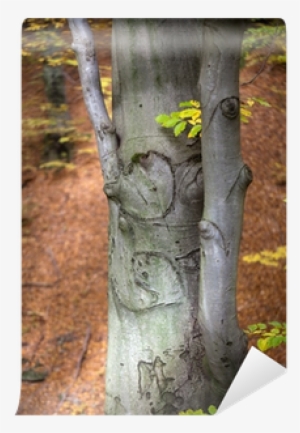 Silver-beech Tree Trunks Against The Dry Leaves Wall - Canoe Birch #2560041