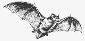 Bat Flight Bat Flight Drawing Free Commercial Clipart - Bat Flying Black And White #2560522