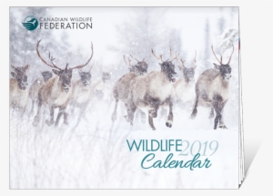 The Much-anticipated 2019 Cwf Calendar Is Now Available, - Elk #2561471