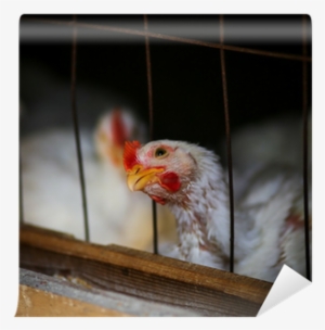 White Hen Wall Mural • Pixers® • We Live To Change - White Hen Pantry #2562463