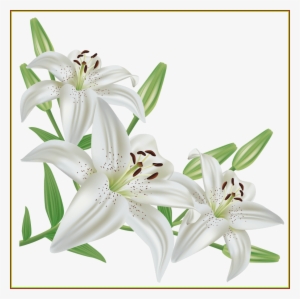 The Best White Lilium Png Picture Cvetochnye - Lily Flower Png #2562486