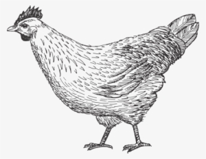 Produce 27% More Eggs Per Day And Are Living Longer - Farmer #2562613