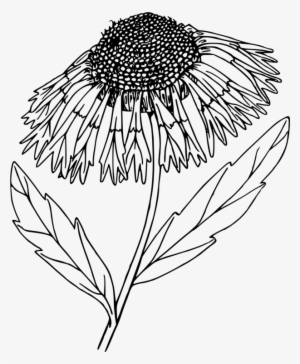 Floral Design Line Art Computer Icons Drawing - Portable Network Graphics #2562825