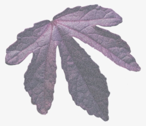 Biological Field - Gambel Oak #2563479