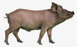 Characteristics - Yucatan Miniature Pig #2564636