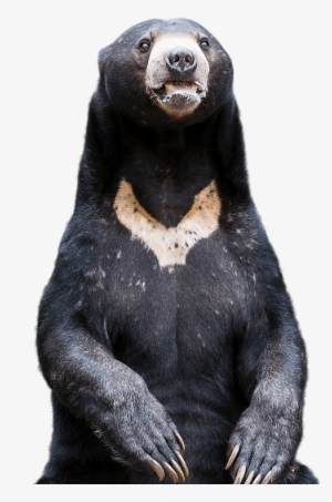Sun Bear Encounter - Sun Bear Png #2564928